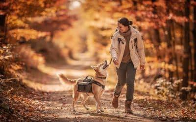 Voyager avec un animal : conseils et astuces essentielles