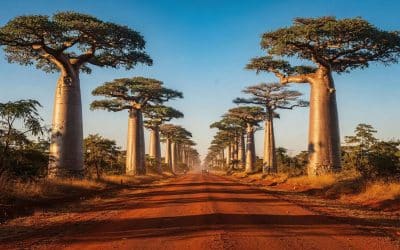 Préparer son Voyage à Madagascar : guide Complet et Conseils