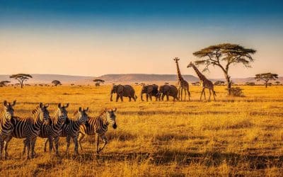 Kenya : quel itinéraire de voyage choisir ?