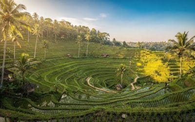 Que Faire à Ubud, bali ?