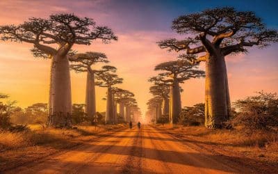 Itinéraire de voyage à MADAGASCAR : conseils et destinations