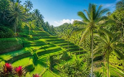 Que Faire à Ubud, bali ?