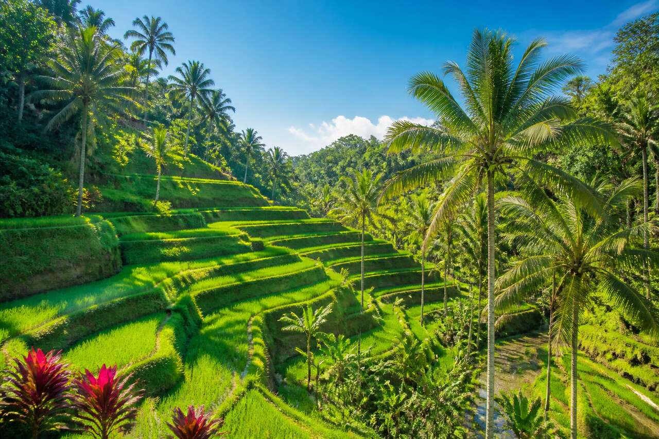 1777956789-que-faire-a-ubud-bali.jpg Que Faire à Ubud, bali ?